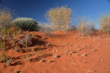 09.2014 Australien Simpson Desert 060