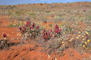 09.2014 Australien Simpson Desert 077