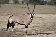 2016 06 Kgalagadi Transfrontier Park 001 Oryx