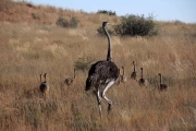 2016 06 Kgalagadi Transfrontier Park 007 Ostrich Family
