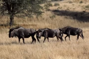 2016 06 Kgalagadi Transfrontier Park 010 Blue Wildebeest