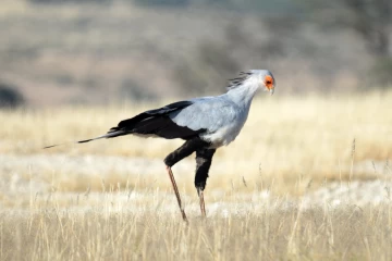 2016 06 Kgalagadi Transfrontier Park 029 Secretary Bird