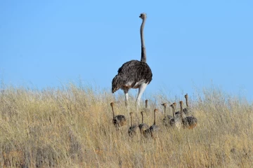 2016 06 Kgalagadi Transfrontier Park 030 Ostrich family