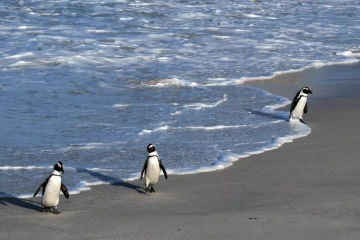 2016 07 Suedafrika 011 penguins at Boulders Beach
