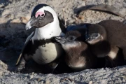 2016 07 Suedafrika 012 penguins