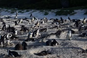 2016 07 Suedafrika 013 penguins love sandy ground for making their nests