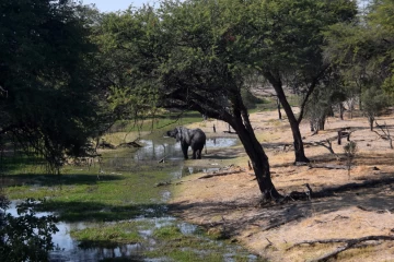 2016 08 Botswana Namibia Elephant 003