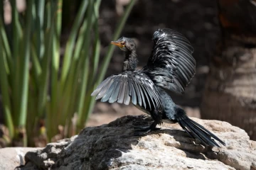 2016 08 Botswana Namibia drying wings 014