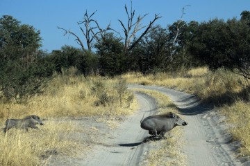 2016 08 Botswana Namibia running warthog 002