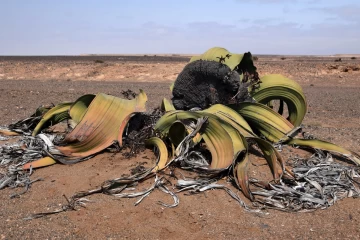 2016 09 Namibia Welwitschia ueber 1000 Jahre alt 058