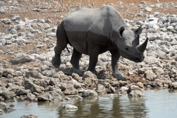 2016 09 Namibia Rhino at Okaukuejo waterhole 036