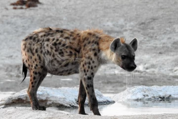 2016 09 Namibia spotted hyena 037