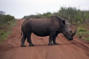 2016 11 Krueger National Park 001 white Rhino on the track