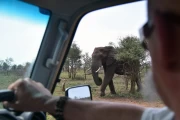 2016 11 Krueger National Park 003 Elephant encounter