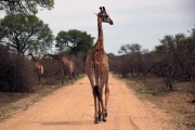 2016 11 Krueger National Park 007 Giraffe on the track