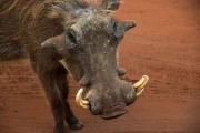 2016 11 Krueger National Park 008 old warthog