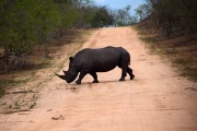 2016 11 Krueger National Park 009 rhino on the dirt road