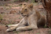 2016 11 Krueger National Park 012 lioness after hunting