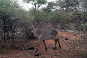2016 11 Krueger National Park 013 waterbuck