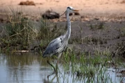 2016 11 Krueger National Park 015 grey heron