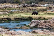 2016 11 Krueger National Park 017 hippo on land
