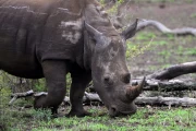 2016 11 Krueger National Park 018 white rhino