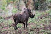 2016 11 Krueger National Park 019 warthog