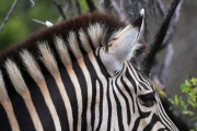 2016 11 Krueger National Park 020 giraffe throat