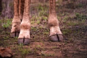 2016 11 Krueger National Park 022 giraffen hooves