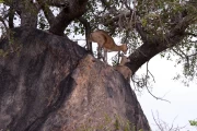 2016 11 Krueger National Park 023 klipspringer