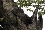2016 11 Krueger National Park 024 Phyton snake on a tree