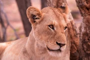 2016 11 Krueger National Park 025 lioness