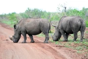 2016 11 Krueger National Park 026 white rhino crosing the dirt road