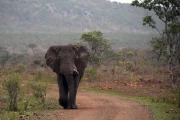 2016 11 Krueger National Park 027 elephant heading our way