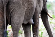 2016 11 Krueger National Park 028 elephant mother