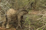 2016 11 Krueger National Park 029 young elephant