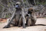 2016 11 Krueger National Park 031 fur care of the baboons