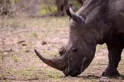 2016 11 Krueger National Park 032 rhino head