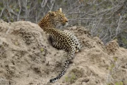2016 11 Krueger National Park 033 leopard waiting for prey