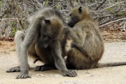 2016 11 Krueger National Park 037 baboons grooming their companions