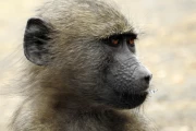 2016 11 Krueger National Park 038 baboon face