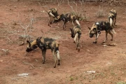 2016 11 Krueger National Park 039 wilddog searching for prey