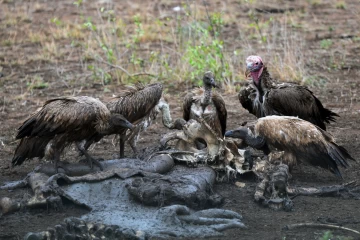 2016 11 Krueger National Park 040 vultures gather