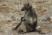 2016 11 Krueger National Park 042 baboon baby seeking protection