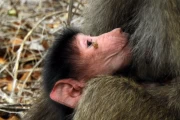 2016 11 Krueger National Park 043 baboon baby sucking