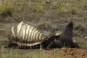 2016 11 Krueger National Park 044 buffalo carcass