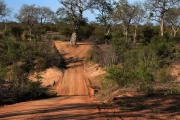 2016 11 Krueger National Park 045 dirt road in the Krueger National Park