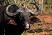2016 11 Krueger National Park 047 buffalo