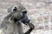 2016 11 Krueger National Park 048 baboon on his food