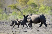 2016 11 Krueger National Park 049 rhino with baby